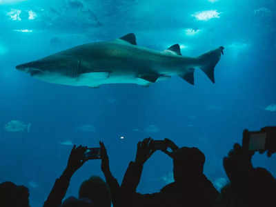 शार्क से भी तीन गुना ज्‍यादा खतरनाक है इंसान, जानिए क्‍यों रिसर्चर्स कह रहे हैं ऐसी बात