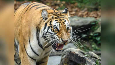 ज़ू में जेब्रा और जिराफ आना अभी मुश्किल, पर आ सकता है बंगाल टाइगर