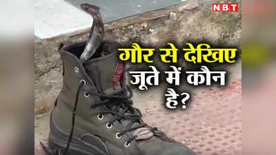 जूते के अंदर हो सकता है कोबरा, क्या आपको पता है बूट में क्यों छिपते हैं सांप-बिच्छू?