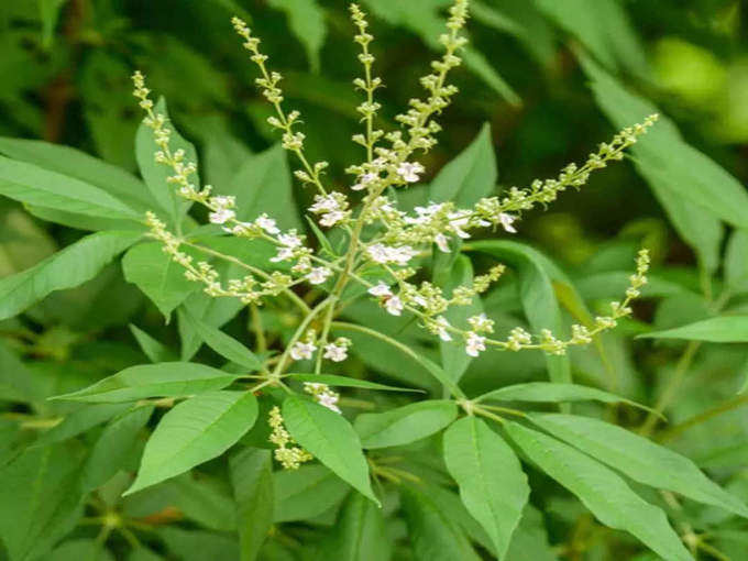 தலைவலியை போக்கும் நீர் கிராம்பு  (willow herb for headache)