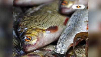 Fish in West Bengal : পাতে মাছের পদ কি বাড়ছে? ২৮ নতুন প্রজাতির সন্ধান প্রাণী বিজ্ঞানীদের
