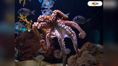Octopus : গরম জলে কিলবিলিয়ে আট পা ছুড়ে ঘোরাঘুরি, হদিশ মিলল বিরল-বিষাক্ত অক্টোপাসের