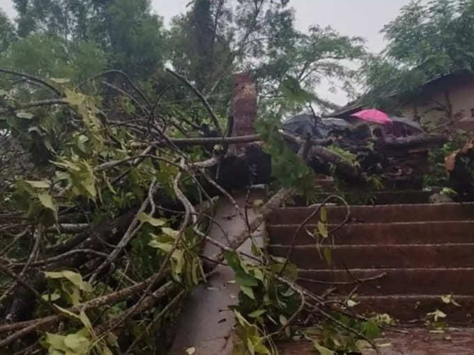 കടപുഴകി വീണ മരം