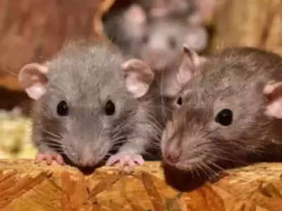 Jodhpur News: जोधपुर के इस अस्पताल में चूहों ने मरीजों को काटा तो मचा हड़कंप, जांच के लिए बनी कमिटी