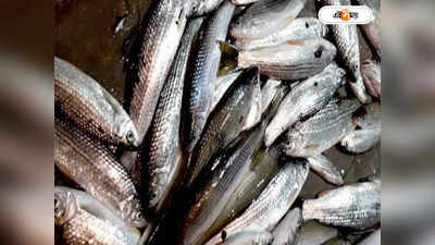 Fish In West Bengal : বর্ষায় ফুলেফেঁপে উঠছে আত্রেয়ী, জল বাড়তেই দেখা মিলছে হারিয়ে যাওয়া রাইখর মাছের