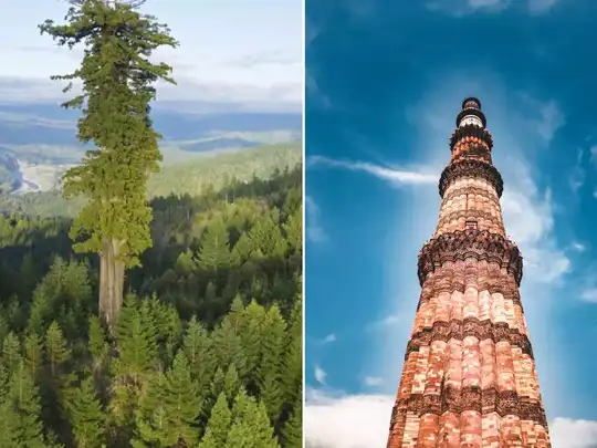 Tallest Tree Of World
