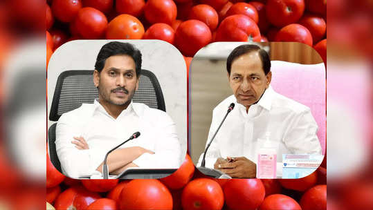 AP Tomato Subsidy: జనం మనసు గెలిచిన జగన్.. చేతులెత్తేసిన కేసీఆర్ సర్కారు..! 