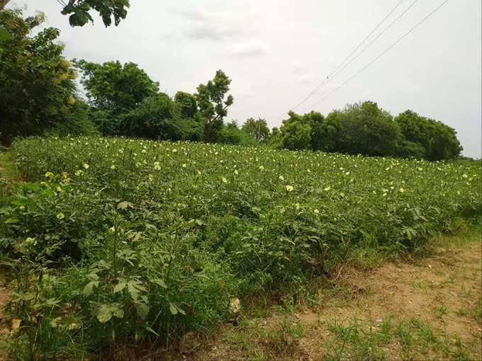 తెలంగాణలో నామమాత్రంగా కూరగాయల సాగు