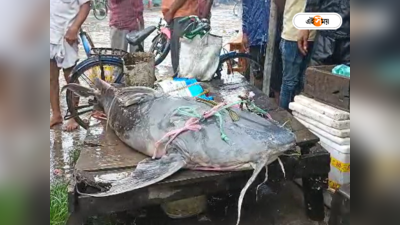 Fish Market: ৮৬ কেজির দানবাকৃতির মাছ ঘিরে ব্যাপক হইচই, বিক্রি করে মালামাল ব্যবসায়ী