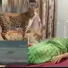 Man Captures Leopard: ऐसा न देखा, न सुना होगा, देखिए बीमार तेंदुए को बाइक  पर बांधकर अस्पताल पहुंच गया युवक - karnataka man finds ill leopard straps  it to bike and takes