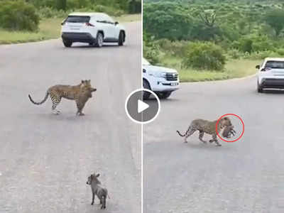 Viral Video: जंगली सुअर को दबोचकर खड़ा था तेंदुआ, तभी कुछ ऐसा हुआ जिसे देख आप कहेंगे लालच बुरी बला
