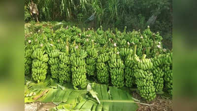 शेतकऱ्यांना दिलासा! नांदेडच्या केळीला २२०० रुपये प्रति क्विंटलचा दर