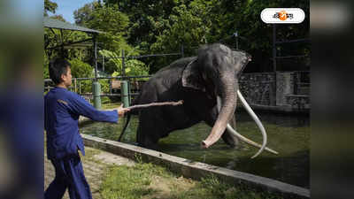 Elephant Story: উপহারের গজরাজের উপর নির্যাতন! রেগে আগুন হয়ে কী নির্দেশ থাই রাজার?