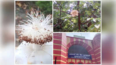 Muzaffarpur News Live Today: बिहार में खिला स्वर्ग लोक वाला फूल, आराधना से मुराद होती है पूरी