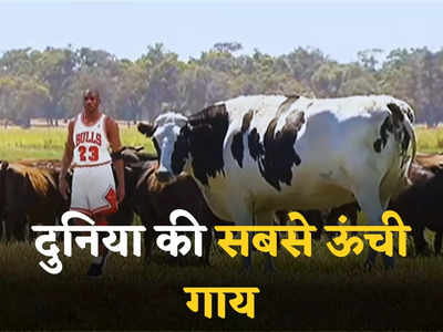 66 फीट लंबे बास्केटबॉल खिलाड़ी जितनी लंबाई! दुनिया की सबसे बड़ी गाय को देखकर हैरान रह गए लोग