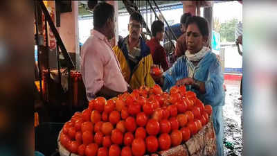Tomato Rate Today: टोमॅटोच्या दराचं दीडशतक पार, बाजारात ही स्थिती किती दिवस राहणार, कृषी आयुक्तांनी दिली अपडेट