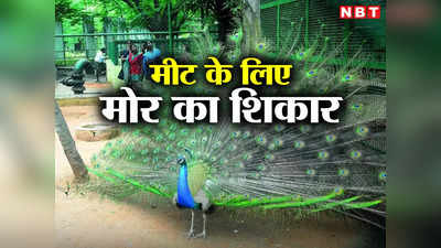 UP News: मीट खाने के चक्कर में 3 दोस्तों ने राष्ट्रीय पक्षी मोर का कर डाला शिकार, अब जाएंगे जेल
