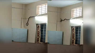 Ashoknagar News: जनपद ऑफिस में 8 फीट लंबा सांप देख मची भगदड़, पकड़ने के लिए कर दी 15 फीट तक खुदाई, फिर भी नहीं लगा सुराग