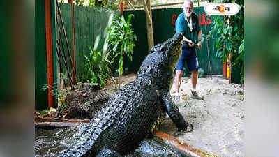 World Largest Crocodile: দেখ আমি বাড়ছি..., শতবর্ষ পেরিয়েও লম্বা হচ্ছে কমপ্ল্যান কুমির!