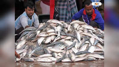Ilish Fish Market : বিরাট সুখবর! কাকদ্বীপ-নামখানা-বকখালি-সাগরে জালে উঠল  টন টন ইলিশ