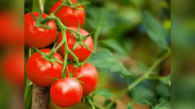 Tomato News: 60 से 72 रुपये किलो में खरीदिए टमाटर, सुबह 9 से 2 बजे तक ही मिलेंगे