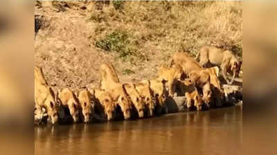 Lion Viral Video: সার বেঁধে ঝর্ণার জল খাচ্ছে 20টি সিংহ! বিরল দৃশ্য ভাইরাল নেটপাড়ায়, দেখুন ভিডিয়ো