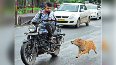 Sambhajinagar News: शहरात हजारांवर मोकाट कुत्र्यांचा सुळसुळाट; रेबीजमुळे १० वर्षांत झाले ५९ मृत्यू
