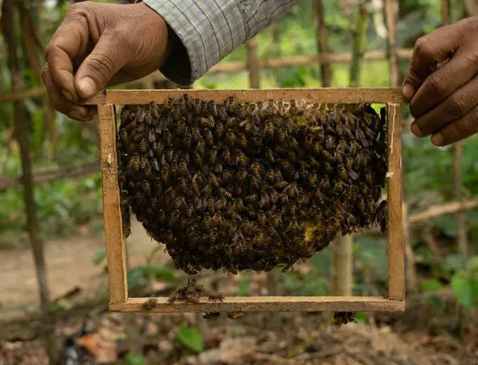 beekeeping