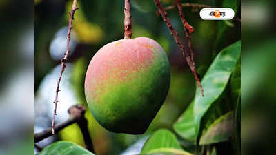 Mango Production: আমজনতার আম খাওয়ায় ছেদ! ফলের রাজার কেন কমছে ফলন?