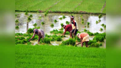ट्रे तंत्रज्ञाच्या साथीने डहाणूमध्ये भात लावणीला प्रारंभ; गावदेवाची पूजा करत शेतकामांना सुरुवात