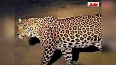 Rajasthan News: जयपुर के आबादी क्षेत्र में फिर घुसा तेंदुआ, घर में बंधी गाय को मार डाला, लोगों में दहशत