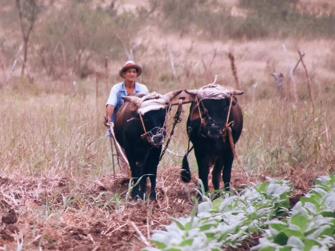 Farmer