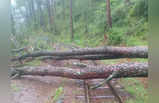 शिमला-कालका रेल ट्रैक पर गिरे पेड़, चंडीगढ़-मनाली हाइवे की एक लेन बही... हिमाचल में बारिश ने मचाई तबाही