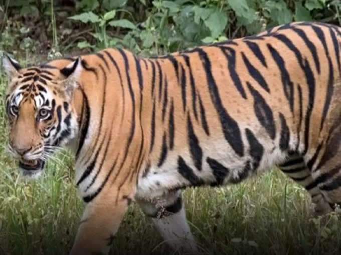 दुधवा टाइगर रिजर्व में 4 बाघों की मौत पर आई रिपोर्ट
