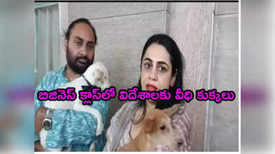 Stray Dogs: కెనడాకు వీధి కుక్కలు.. బిజినెస్ క్లాస్ విమానంలో దర్జాగా ప్రయాణం!