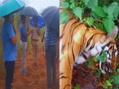 दुधवा नेशनल पार्क में दो बाघों की मौत संक्रमण से हुई थी, दो अन्य की मौत के कारण का भी हुआ खुलासा