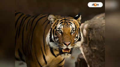 Royal Bengal Tiger : বাঘের চামড়া পাচারের চেষ্টা, অসম-অরুণাচল সীমান্তে ধৃত ৩