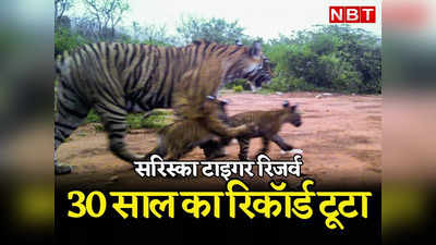 Rajasthan: सरिस्का टाइगर रिजर्व में 2 शावकों का जन्म, बाघों की आबादी का 30 साल का रिकॉर्ड टूटा