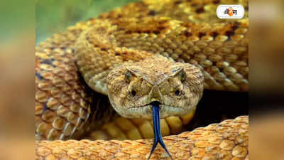 Snake Bite : কলকাতা থেকে ডানকুনি! স্নেক বাইটের চিন্তা অ্যাডেড এরিয়ায়