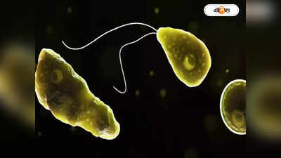 Amoeba Virus : পুকুরে স্নান থেকে ব্রেনে অ্যামিবা: কেরালার মতো মৃত্যু বাংলাতেও