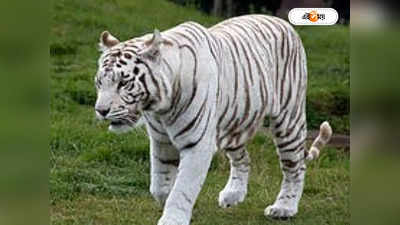 Royal Bengal Tiger : রয়্যাল বেঙ্গল কিকা অন্তঃসত্ত্বা, জোর প্রস্তুতি বেঙ্গল সাফারিতে