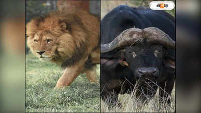 Lion Buffalo Fight : স্কিলের কাছে গো হারা পশুরাজের!  সিংহের মুখ থেকে প্রভুকে উদ্ধারে বাজিমাৎ ২ মহিষের