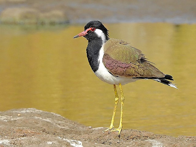 टिटवीचं धाडस पाहून व्हाल अवाक्