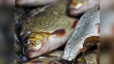 Fish Market Price: পঞ্চায়েত ভোটের ফলাফলের পর কমবে মাছের দাম? আশায় মধ্যবিত্ত!