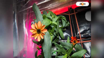 First Flower in Space: মহাশূন্যে তাক লাগানো জিনিয়ার বাগান, কবে প্রথম ফুল ফোটালেন নভশ্চররা?