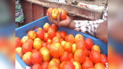 आंध्र प्रदेशातील टॉमॅटोची ग्राहकांना भुरळ; खरेदीसाठी गर्दी, पण स्पेशालिटी नेमकी आहे तरी काय?