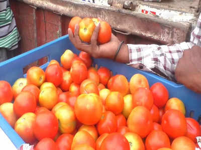 आंध्र प्रदेशातील टॉमॅटोची ग्राहकांना भुरळ; खरेदीसाठी गर्दी, पण स्पेशालिटी नेमकी आहे तरी काय?