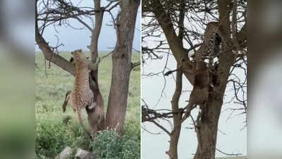 Leopard Hunting Video: पहले शिकार किया फिर उसे उठाकर पेड़ पर चढ़ गया तेंदुआ, जबड़े की ताकत देख हैरत में पड़ गए लोग