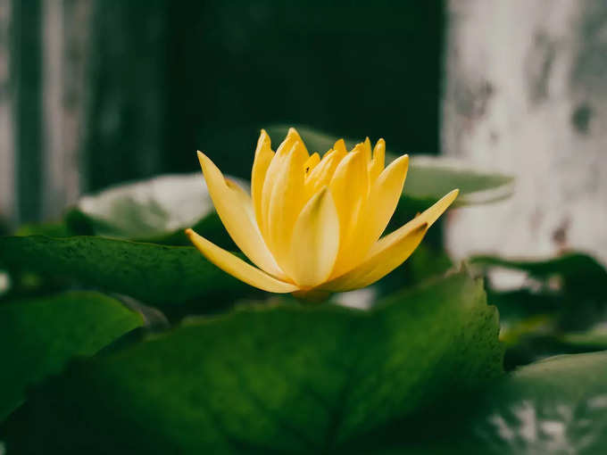 Benefits Of Lotus Flower