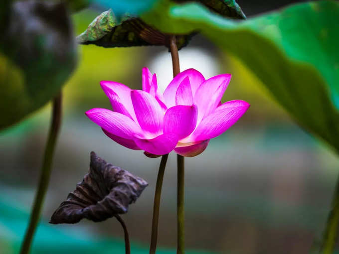 Lotus Flower In Puja